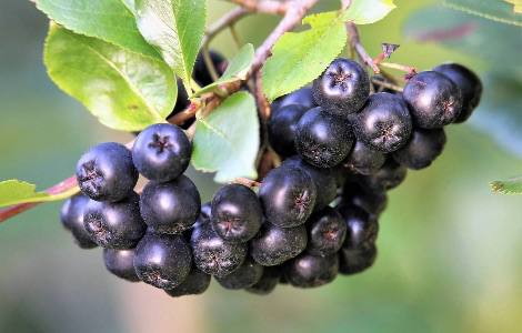 Juodavaisė šermukšnė mažina kraujospūdį ir stiprina kraujagysles